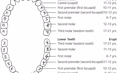 What to Do When Your Child Loses Their Teeth: the Transition from Baby Teeth to Permanent Dentition